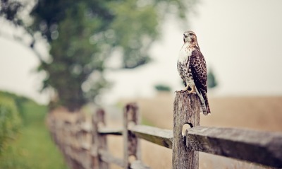 птичка на заборе