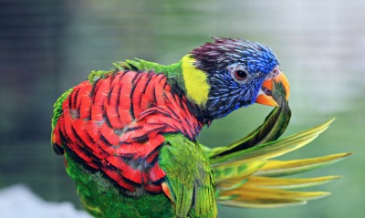яркий умывающийся попугай