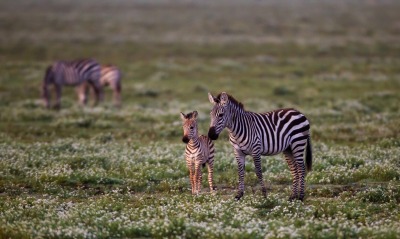 маленькие зебры