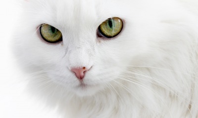 белоснежный кот
