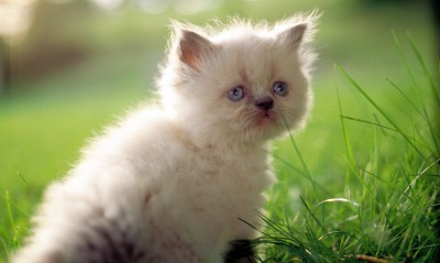 Грустный котенок на лужайке