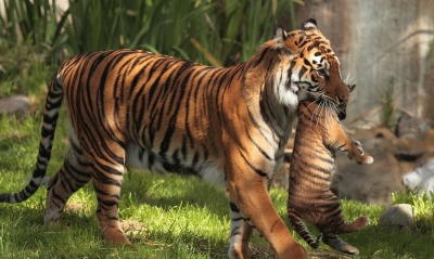 Тигр с тигрёнком