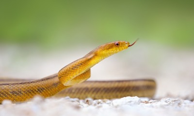 Золотистая змея