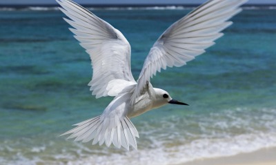 Белая птица на берегу