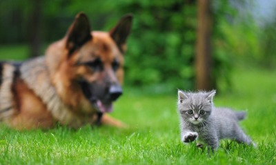 собака с котенком на лужайке
