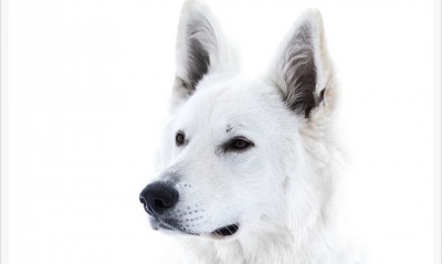 белая собака
