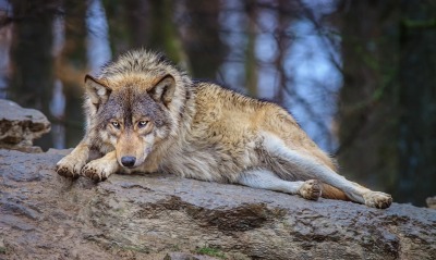 Волк на камне