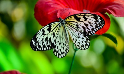 черно-белая бабочка