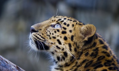 леопард