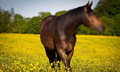 лошадь, поле