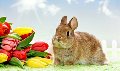кролик с тюльпанами