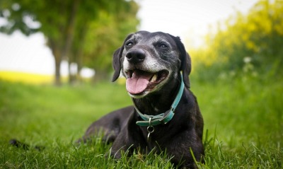 Черный пес в траве
