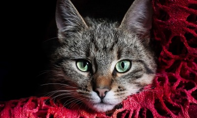 кот с бирюзовыми глазами
