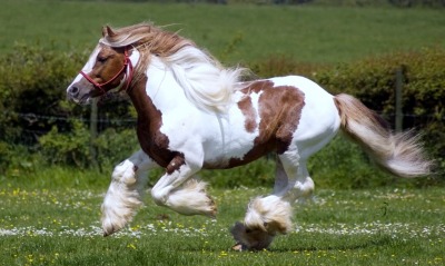 лошадь на траве