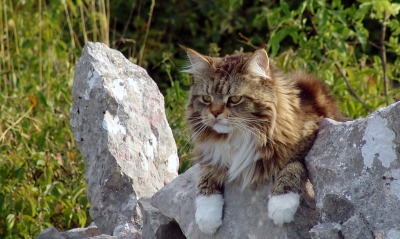 Кот на камне