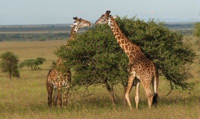 Жирафы у дерева