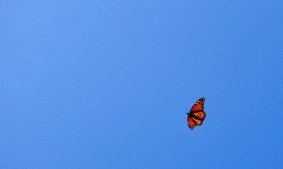 Бабочка в небе