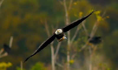 Летящий орел