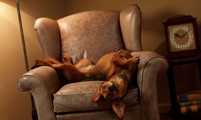 Пёс на кресле