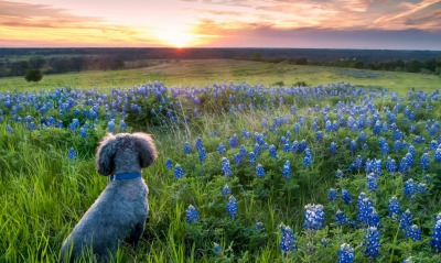 Собака на закате в поле
