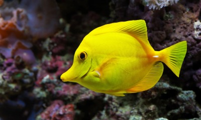 Желтая рыбка