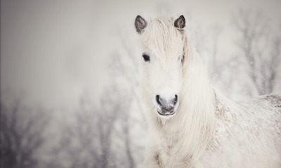 Белая лошадь, снег