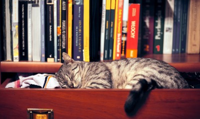 Кот в полке с книгами