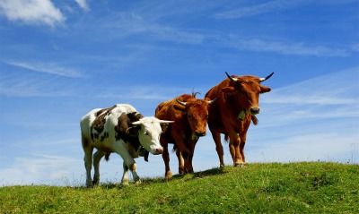 коровы на поляне
