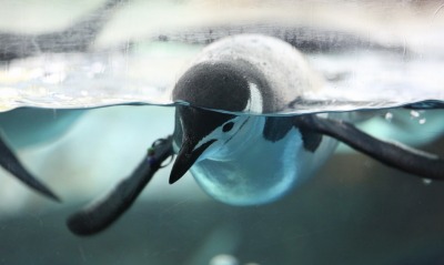 Пингвин в воде