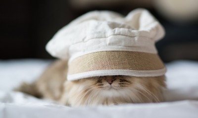 Кот под шапкой