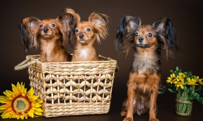 Собаки в корзине с подсолнухом