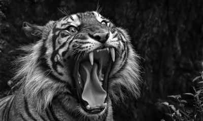 Зевание тигра