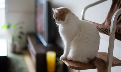 Белый кот на стуле