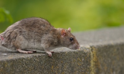 Крыса на тротуаре