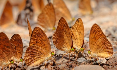 Бабочки на земле