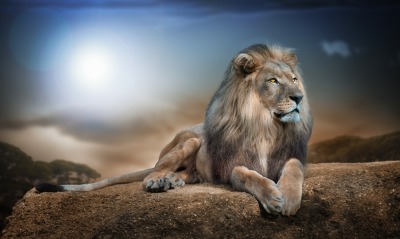 Лев на камне
