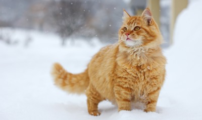 рыжий кот, снег