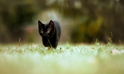 черный кот, трава