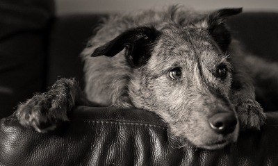 собака на кожаном диване