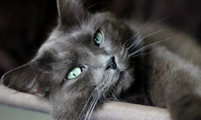 кошка, зеленые глаза