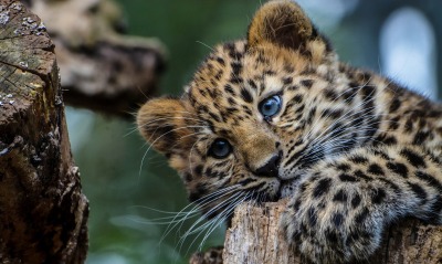 леопард, детеныш