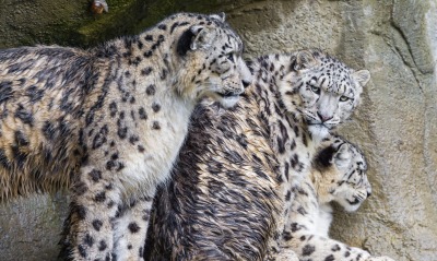 леопарды, на камне