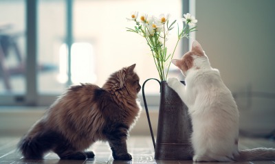 коты, ваза