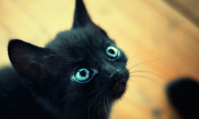 котенок, черные