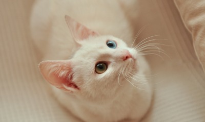 белый кот, разные глаза
