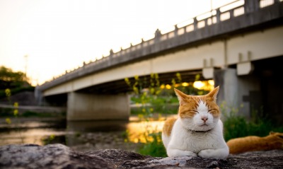 кот, мост