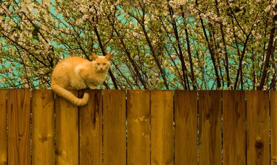рыжий кот, на заборе