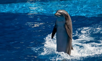 дельфин, бассейн