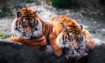 тигры, на камне