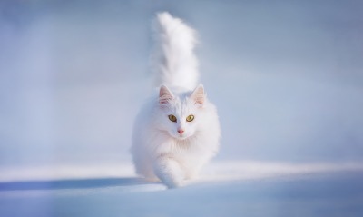 белый кот, на снегу